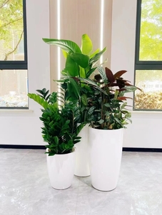 专业北仑绿化养护公司,满足您对绿色的所有期待